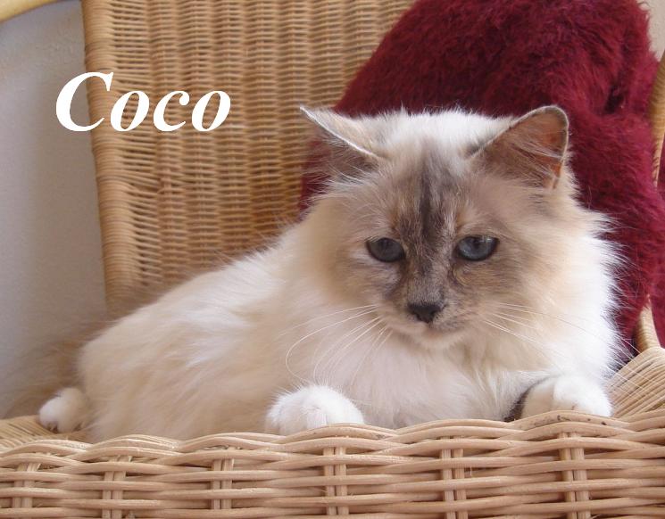 Coco the cosy One – Sacré de Birmanie, Blue Tortie Point – Photo 3