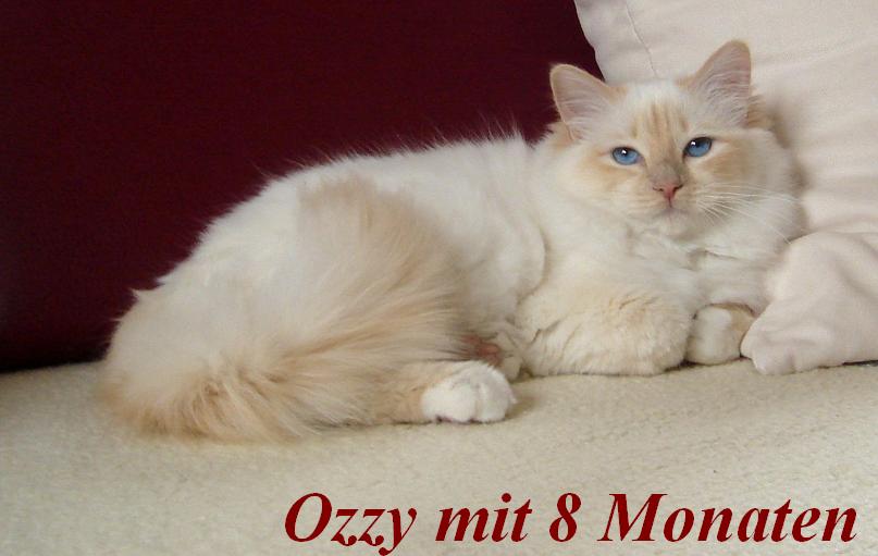 Ozzy the cosy One – Heilige Birma, Cream Point – Foto 3