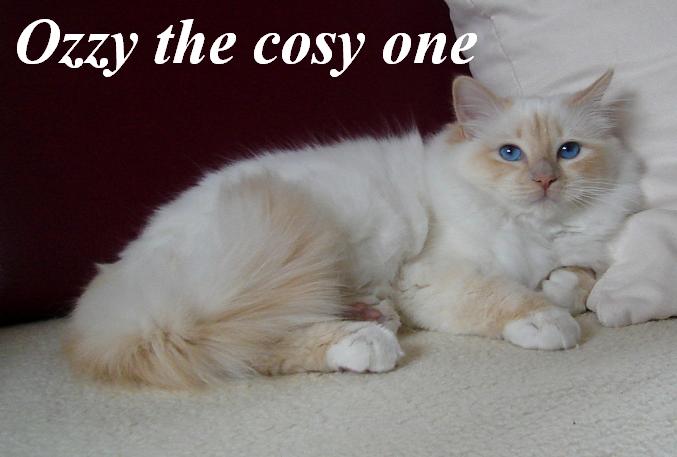 Ozzy the cosy One – Heilige Birma, Cream Point – Foto 2