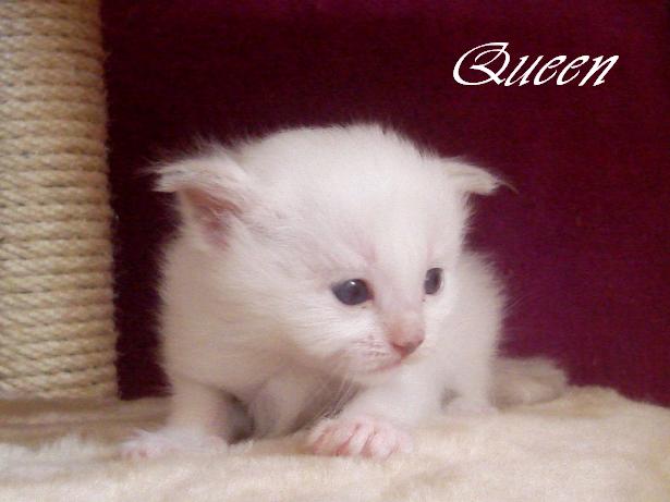 Queen of Hope – Birman (Sacred Birman) Kittens – Photo 4