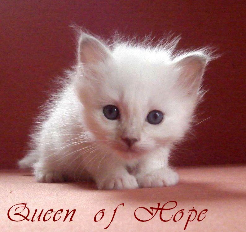 Queen of Hope – Birman (Sacred Birman) Kittens – Photo 2