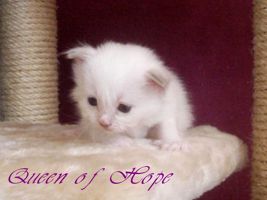 Queen of Hope – Birman (Sacred Birman) Kittens – Photo 3