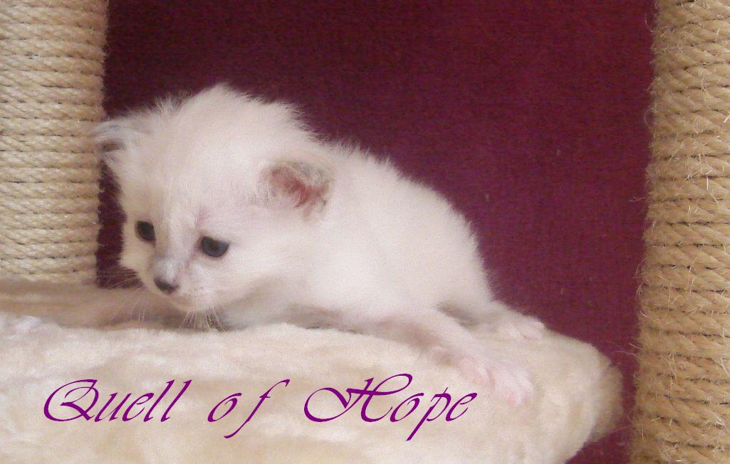 Quell of Hope