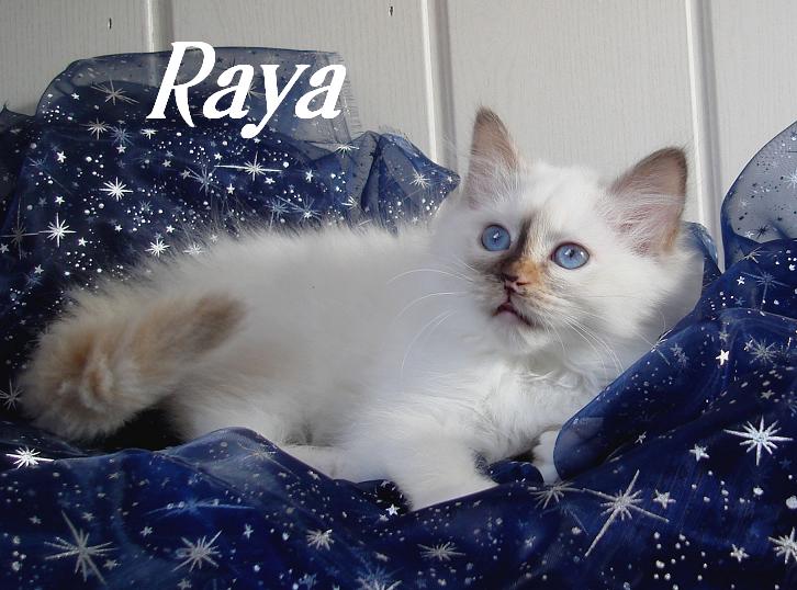 Raya the cosy One – Heilige Birma, Chocolate Tortie Point – Foto 4