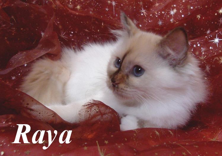 Raya the cosy One – Heilige Birma, Chocolate Tortie Point – Foto 3