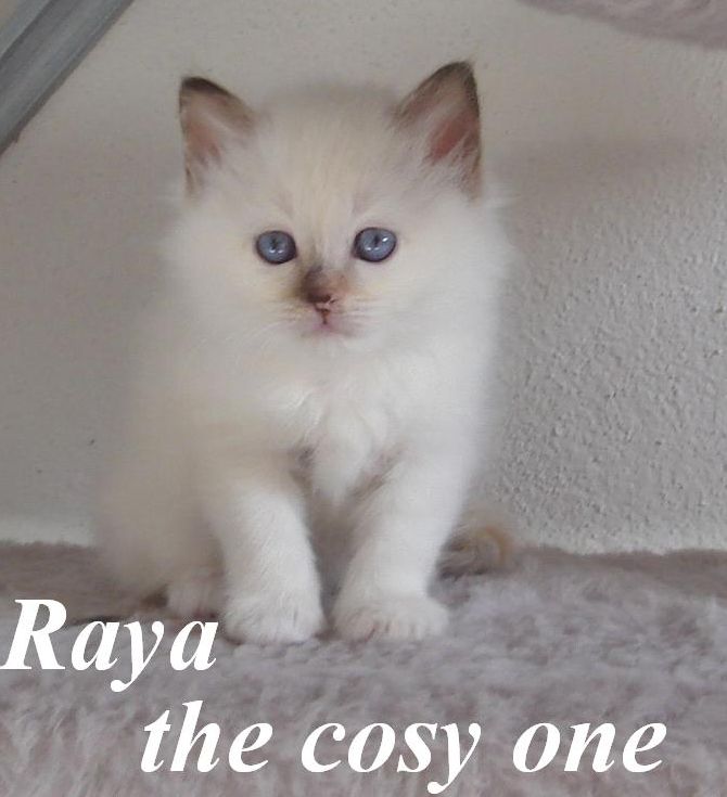 Raya the cosy One – Heilige Birma, Chocolate Tortie Point – Foto 6