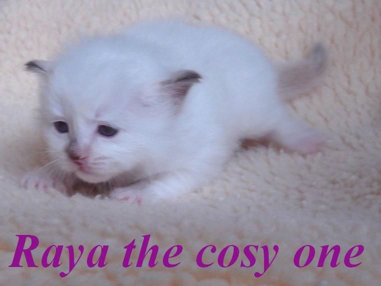 Raya the cosy One – Heilige Birma, Chocolate Tortie Point – Foto 7