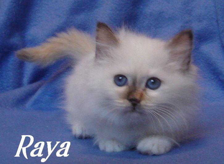 Raya the cosy One – Heilige Birma, Chocolate Tortie Point – Foto 5