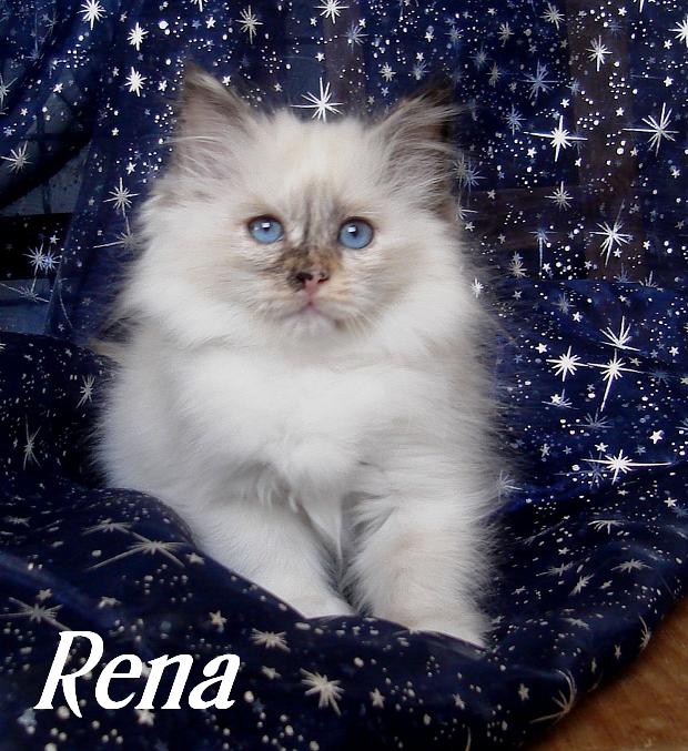 Rena – Birma (Heilige Birma) Kitten – Foto 3