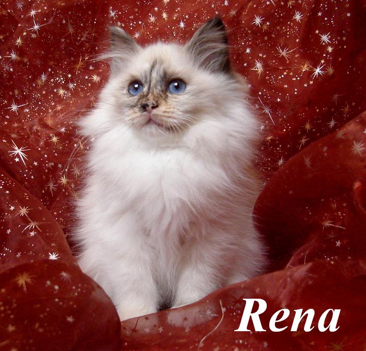 Rena – Birma (Heilige Birma) Kitten – Foto 2