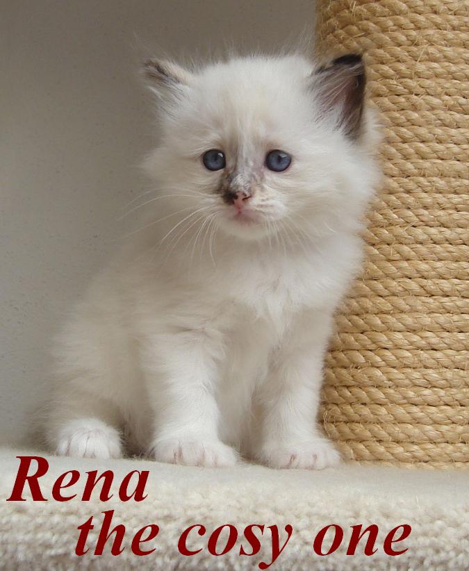 Rena – Birma (Heilige Birma) Kitten – Foto 5