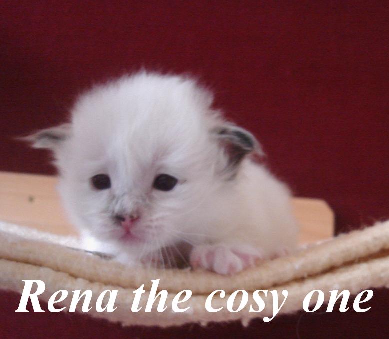 Rena – Birma (Heilige Birma) Kitten – Foto 6