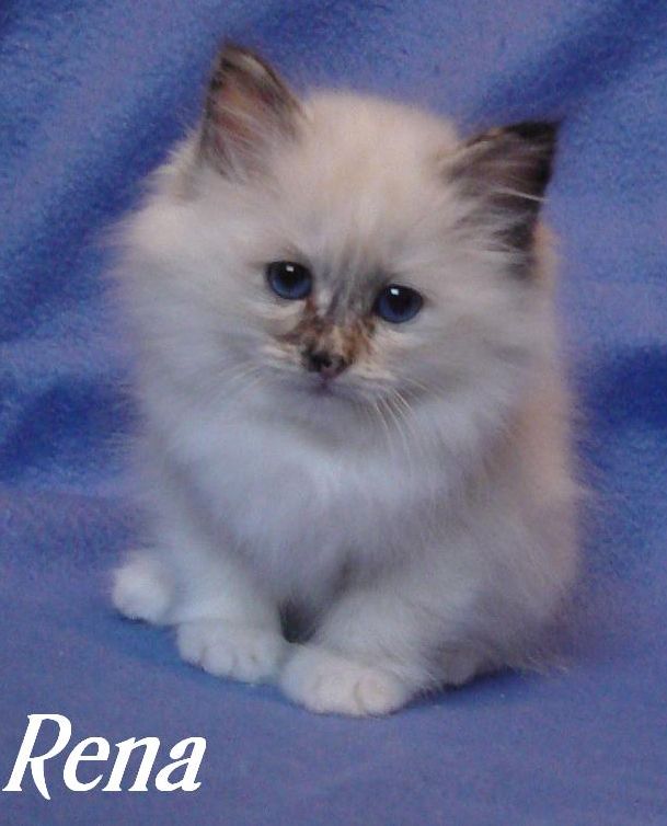 Rena – Birma (Heilige Birma) Kitten – Foto 4