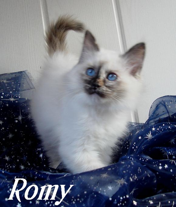 Romy – Birma (Heilige Birma) Kitten – Foto 3