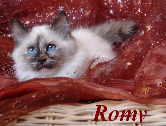 Romy – Birma (Heilige Birma) Kitten – Foto 2
