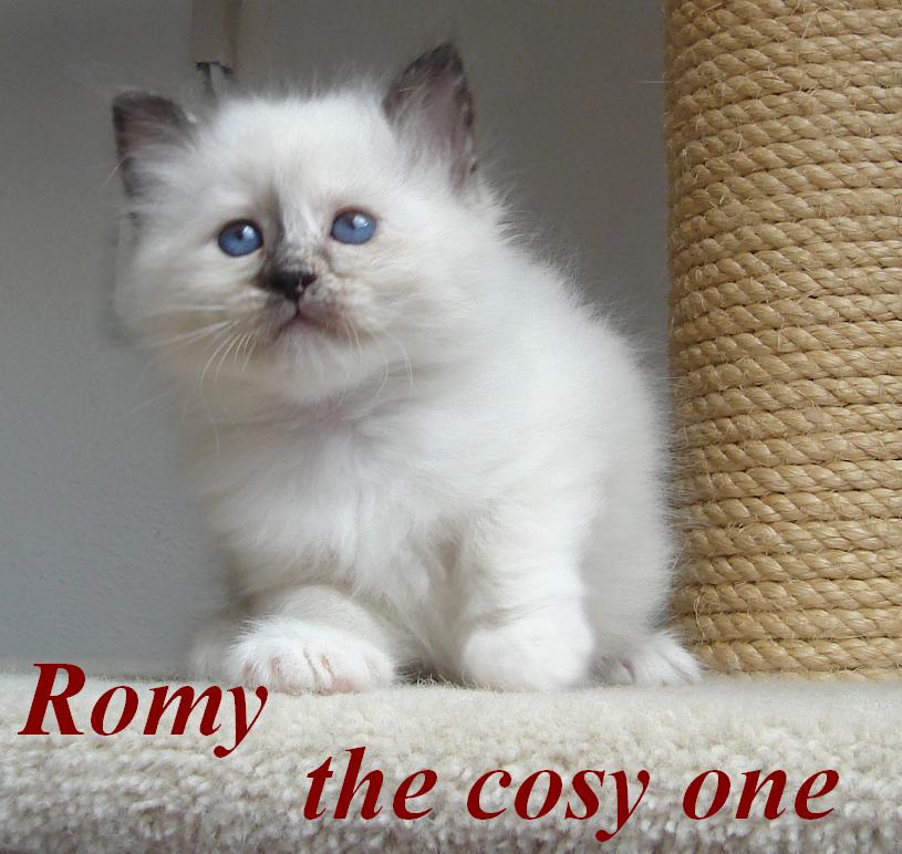 Romy – Birma (Heilige Birma) Kitten – Foto 5