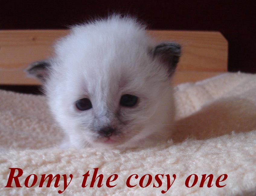 Romy – Birma (Heilige Birma) Kitten – Foto 6