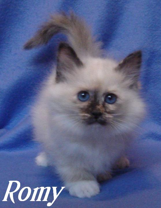 Romy – Birma (Heilige Birma) Kitten – Foto 4