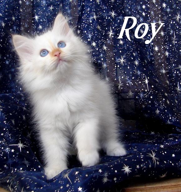 Roy – chaton Sacré de Birmanie – photo 3