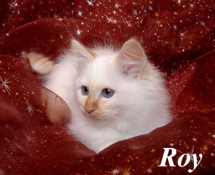 Roy – chaton Sacré de Birmanie – photo 2