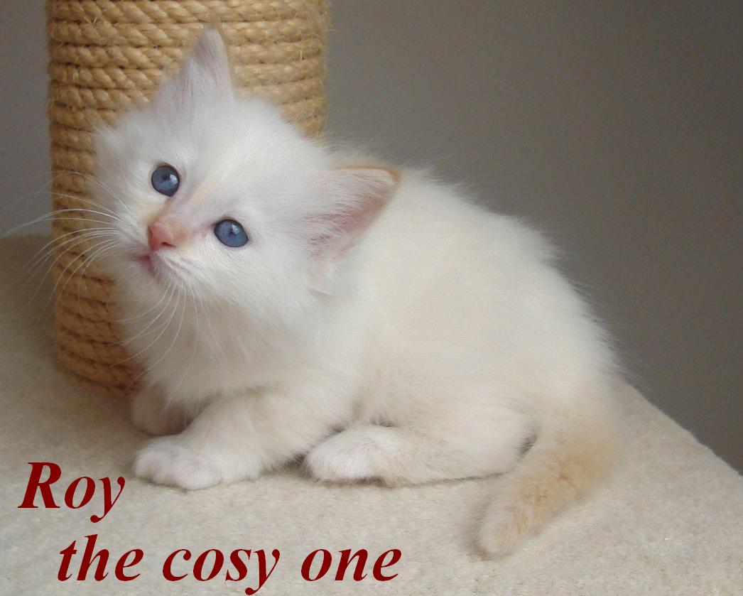 Roy – chaton Sacré de Birmanie – photo 5