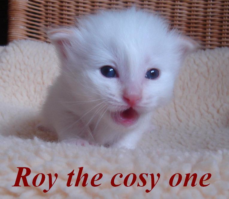 Roy – chaton Sacré de Birmanie – photo 6