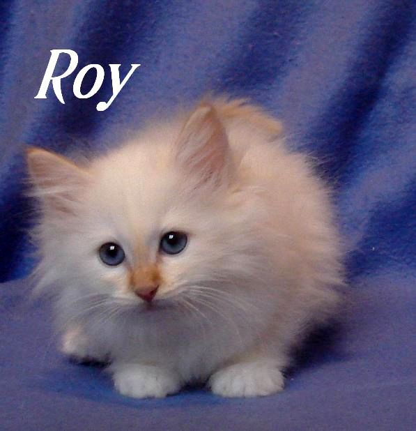 Roy – chaton Sacré de Birmanie – photo 4