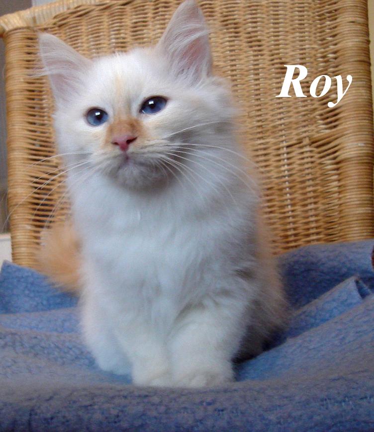 Roy