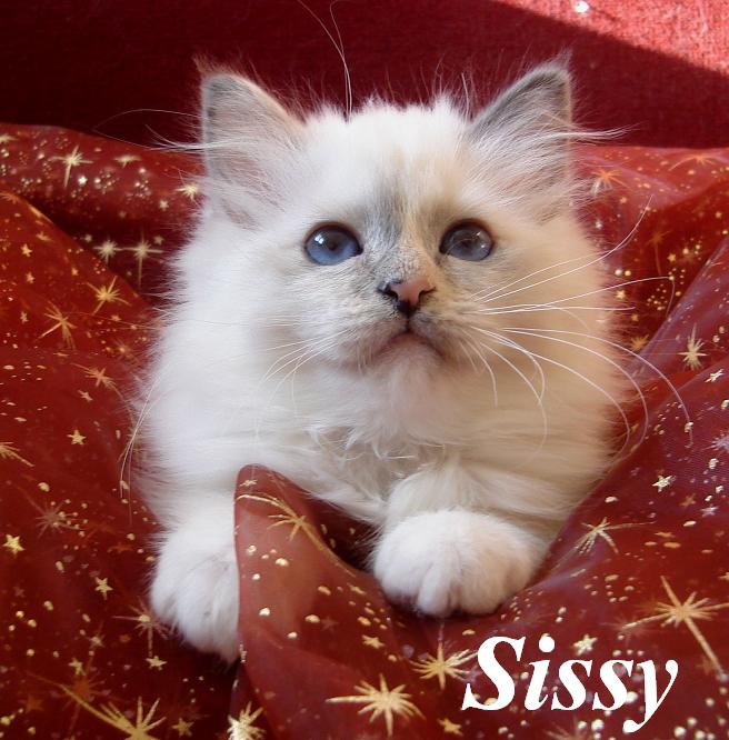 Sissy – Birman (Sacred Birman) kitten – Photo 2