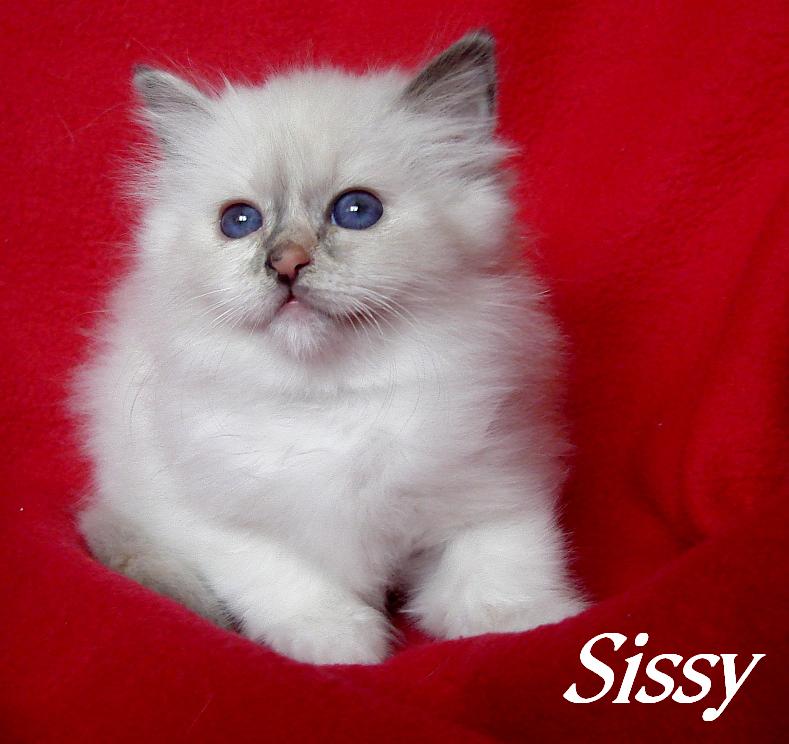 Sissy – Birman (Sacred Birman) kitten – Photo 4