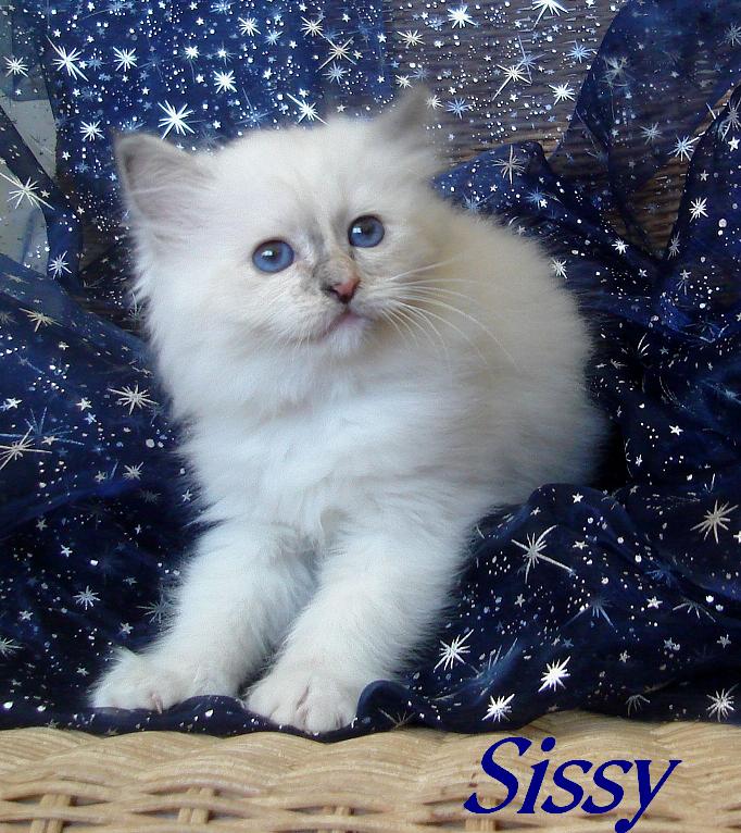 Sissy – Birman (Sacred Birman) kitten – Photo 3