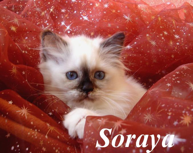 Soraya – Birma (Heilige Birma) Kitten – Foto 2