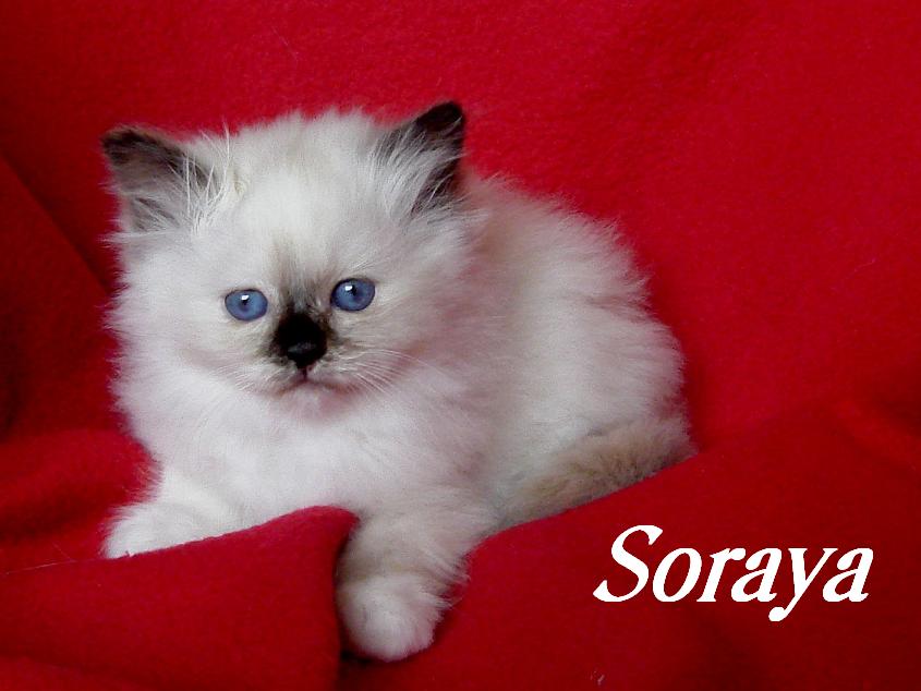 Soraya – Birma (Heilige Birma) Kitten – Foto 4