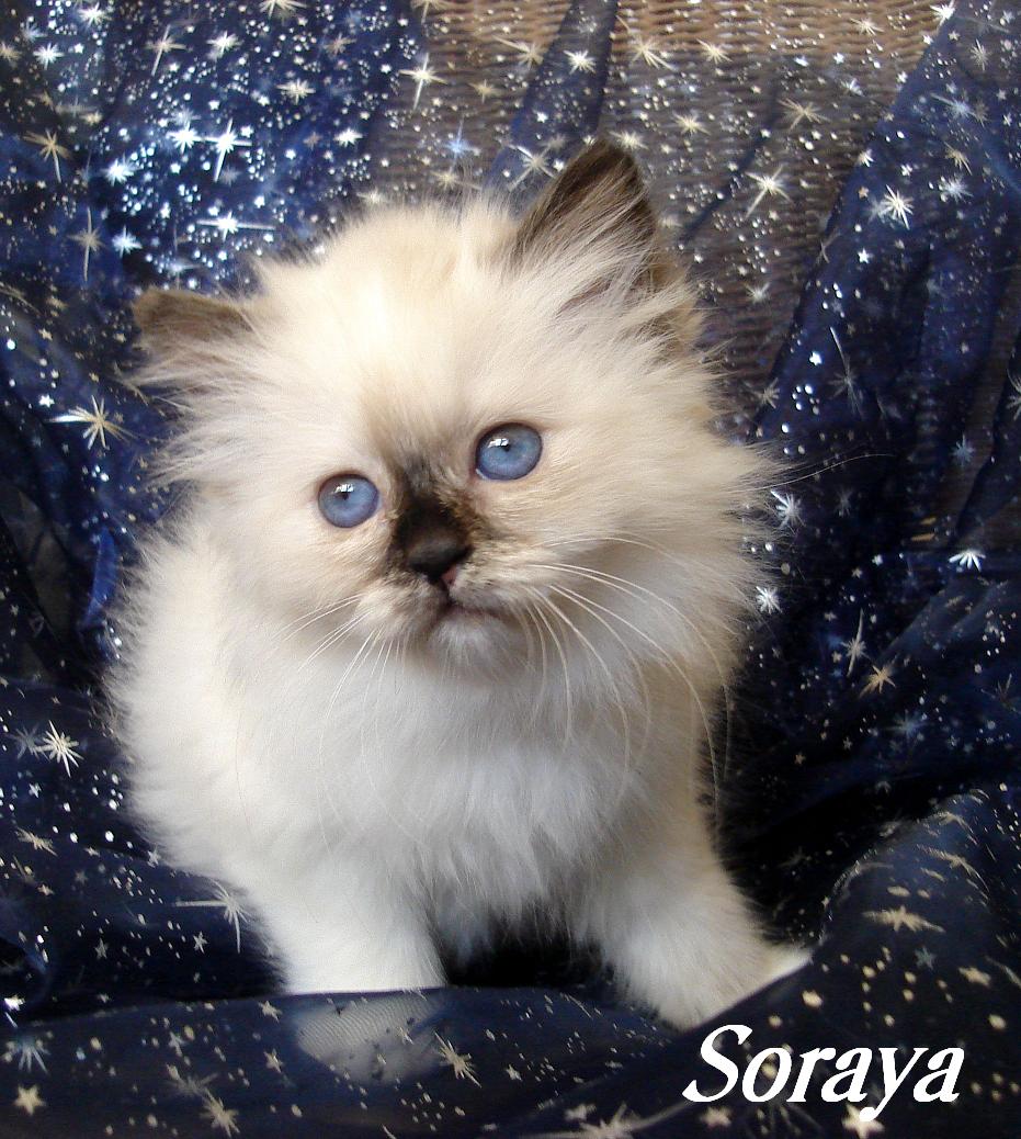 Soraya – Birma (Heilige Birma) Kitten – Foto 3