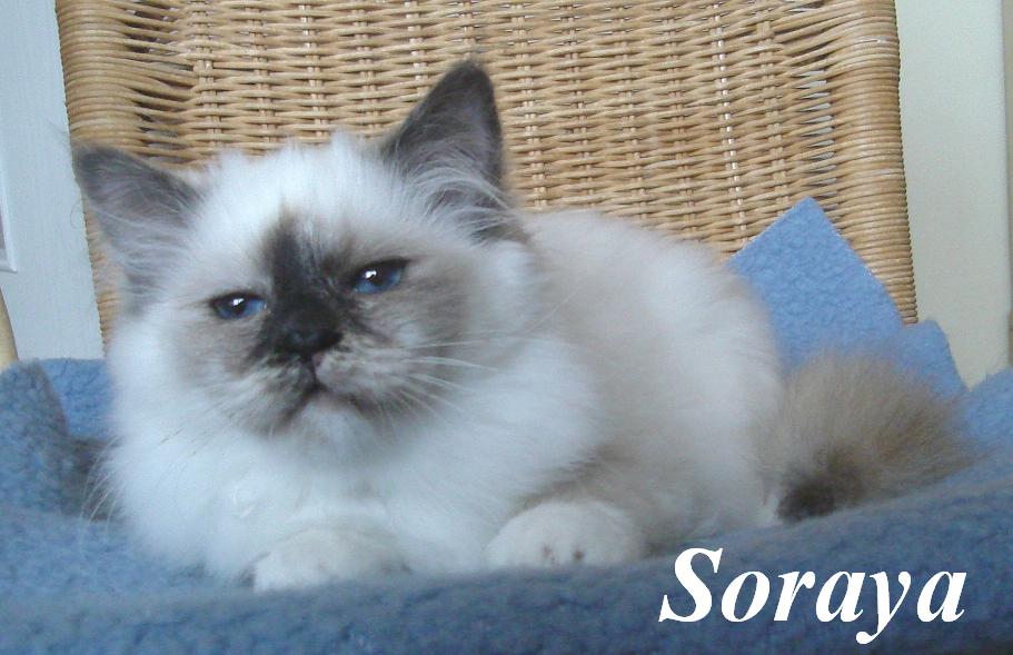 Soraya