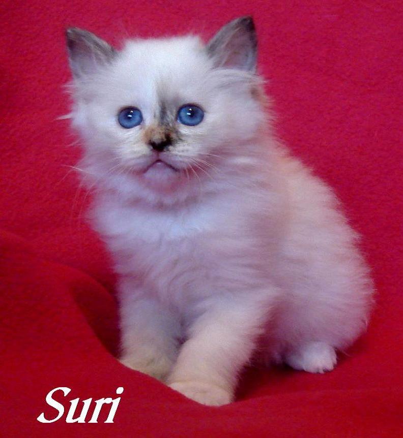 Suri – Birma (Heilige Birma) Kitten – Foto 2