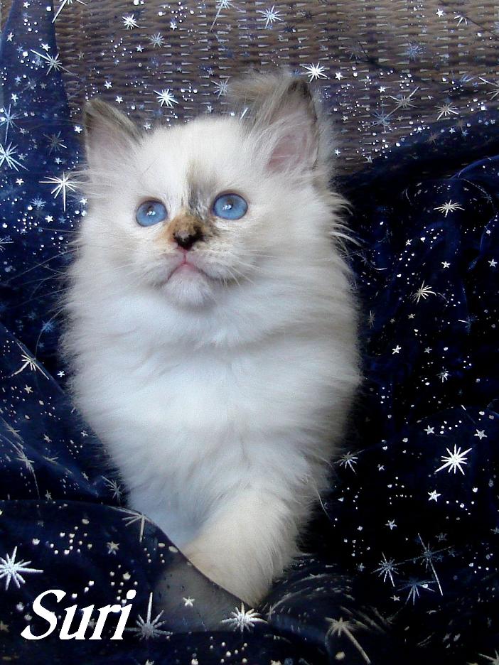Suri – Birma (Heilige Birma) Kitten