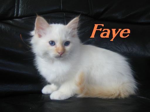 F*Faye de l´Aubade d´Or – Heilige Birma, Red Point – Foto 5