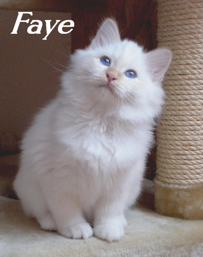 F*Faye de l´Aubade d´Or – Heilige Birma, Red Point – Foto 4
