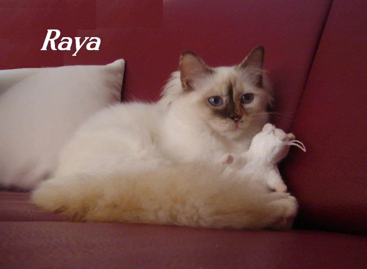 Raya the cosy One – Heilige Birma, Chocolate Tortie Point – Foto 2
