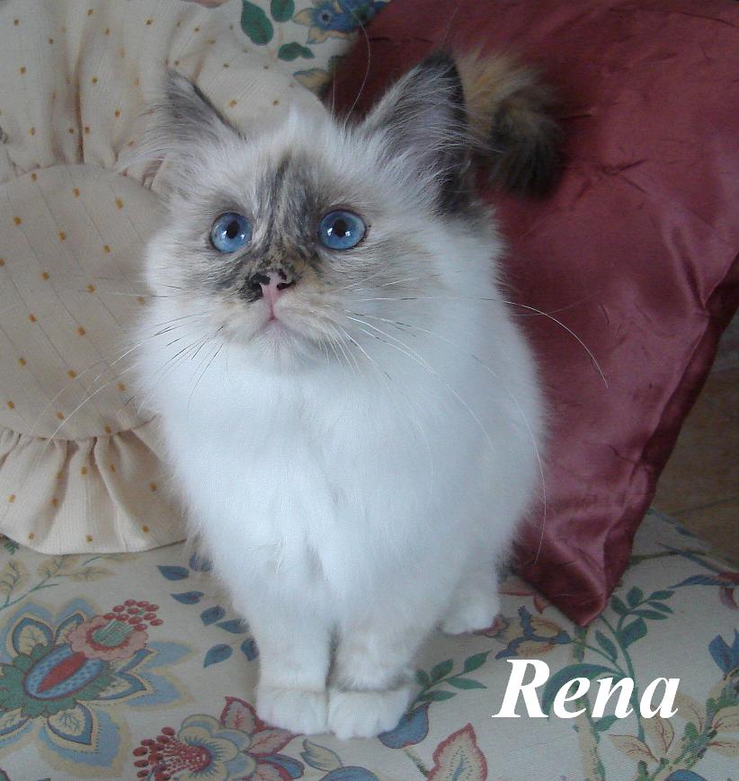 Rena – Birma (Heilige Birma) Kitten