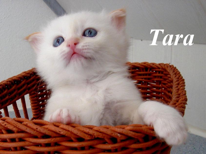 Tara – Birma (Heilige Birma) Kitten – Foto 3