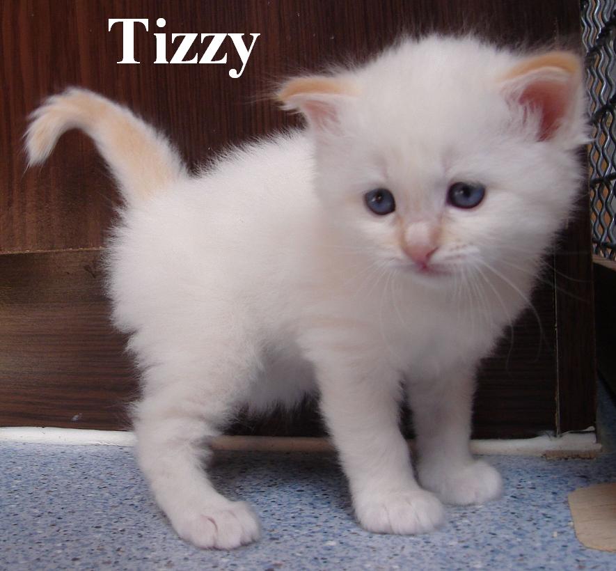 Tizzy – Sacré de Birmanie (Birman) chaton – Photo 3