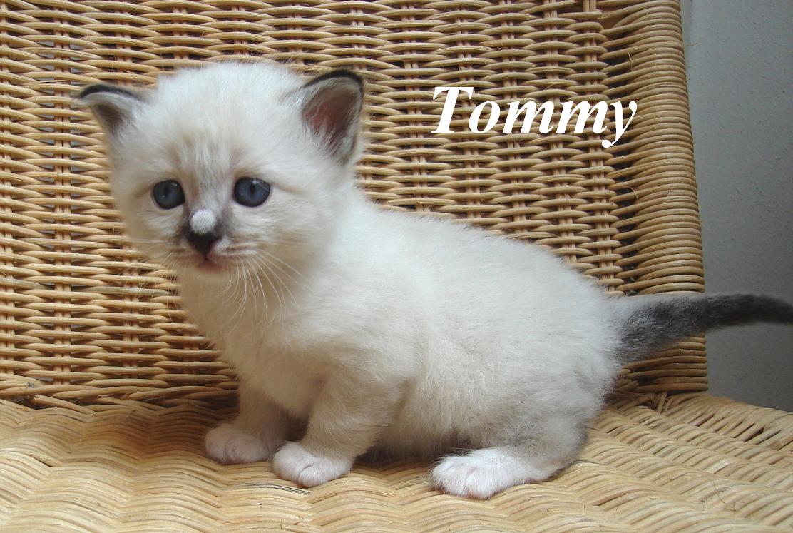Tommy – Birma (Heilige Birma) Kitten – Foto 2