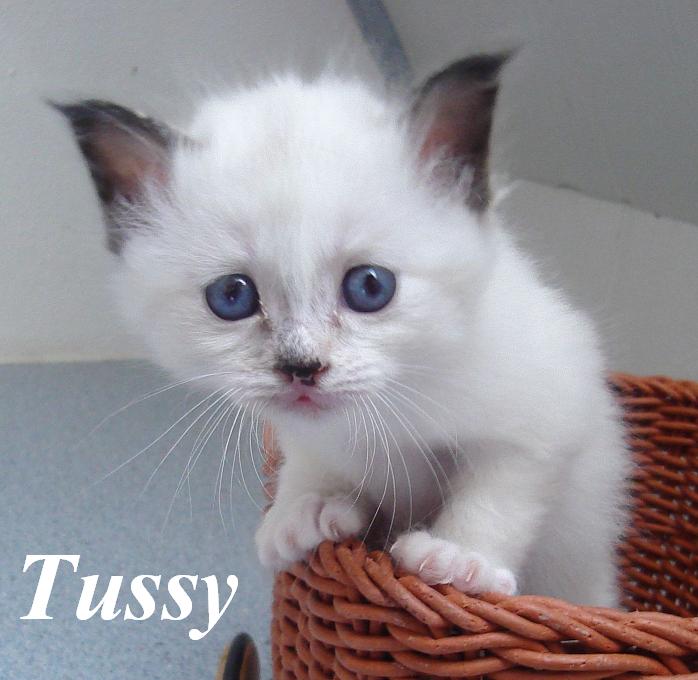 Tussy – Birma (Heilige Birma) Kitten – Foto 3