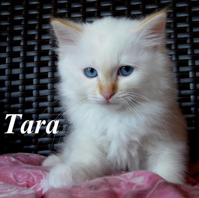Tara