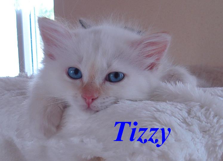 Tizzy