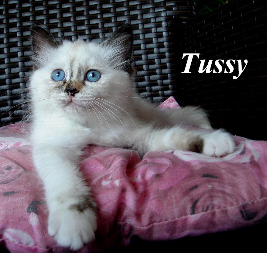 Tussy