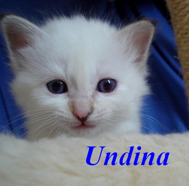 Undina – Birman (Sacred Cat of Burma) kitten – photo 2