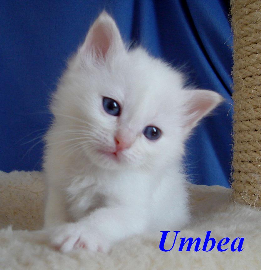 Umbea – Birma (Heilige Birma) Kitten